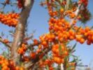 Seabuckthorn Oil